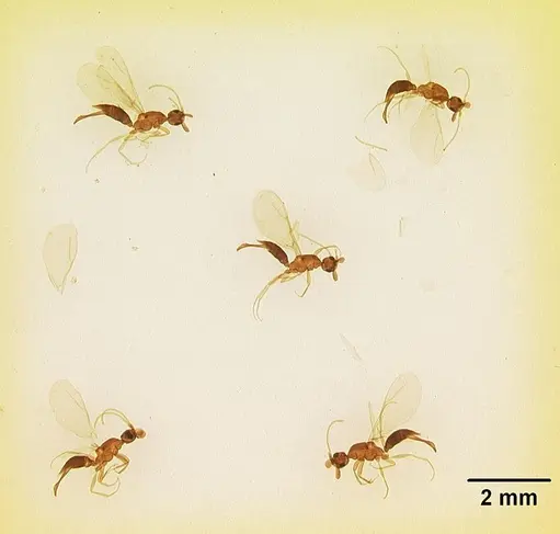 Leptanilla anomala specimen CASENT0102498 image casent0102498_1