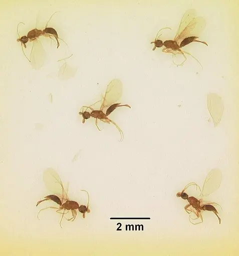 Leptanilla anomala specimen CASENT0102498 image casent0102498_2