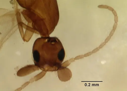 Leptanilla anomala specimen CASENT0102498 image casent0102498_3