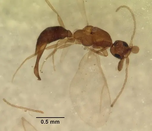 Leptanilla anomala specimen CASENT0102498 image casent0102498_4