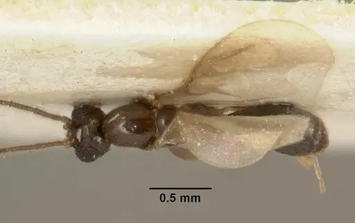 Leptanilla argamani specimen CASENT0101728 image casent0101728_1