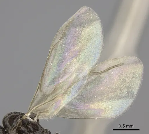 Leptanilla argamani specimen CASENT0235253 image casent0235253_4