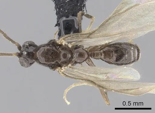 Leptanilla argamani specimen CASENT0235261 image casent0235261_1