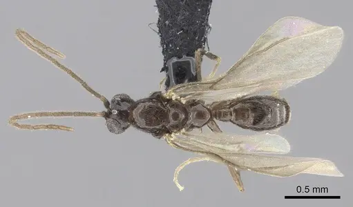 Leptanilla argamani specimen CASENT0235261 image casent0235261_2