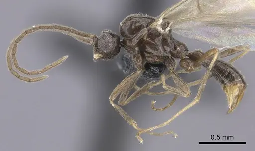 Leptanilla argamani specimen CASENT0235261 image casent0235261_4