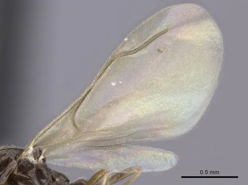 Leptanilla argamani specimen CASENT0235261 image casent0235261_5