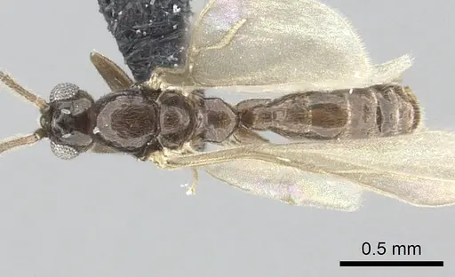 Leptanilla argamani specimen CASENT0235263 image casent0235263_1