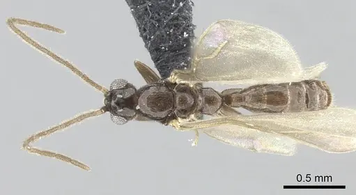 Leptanilla argamani specimen CASENT0235263 image casent0235263_2