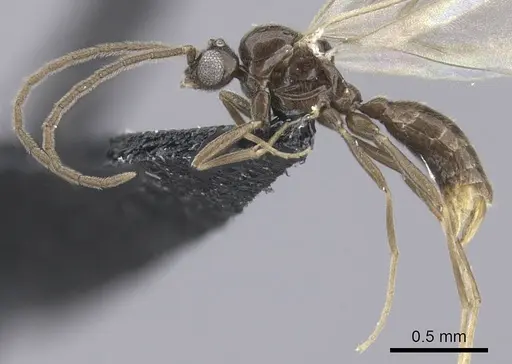 Leptanilla argamani specimen CASENT0235263 image casent0235263_3