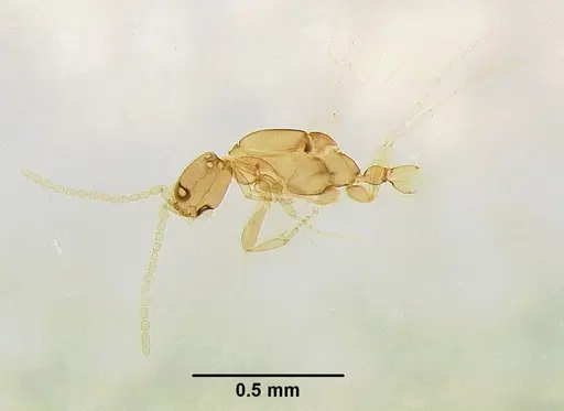 Leptanilla astylina specimen ZMUC00240037 image zmuc00240037_1