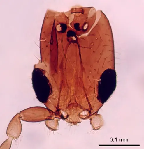 Leptanilla australis specimen CASENT0280998 image casent0280998_1