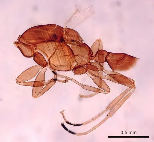 Leptanilla australis specimen CASENT0280998 image casent0280998_3