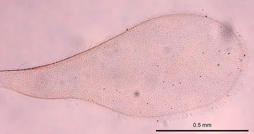 Leptanilla australis specimen CASENT0280998 image casent0280998_4