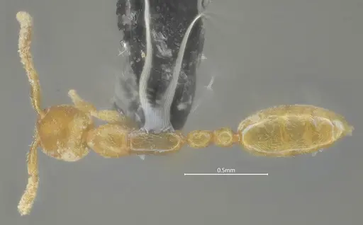 Leptanilla beijingensis specimen ANTWEB1060528 image antweb1060528_1