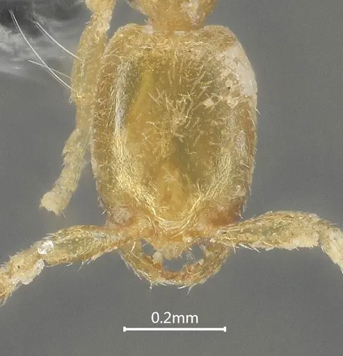 Leptanilla beijingensis specimen ANTWEB1060528 image antweb1060528_2