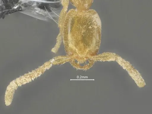 Leptanilla beijingensis specimen ANTWEB1060528 image antweb1060528_3