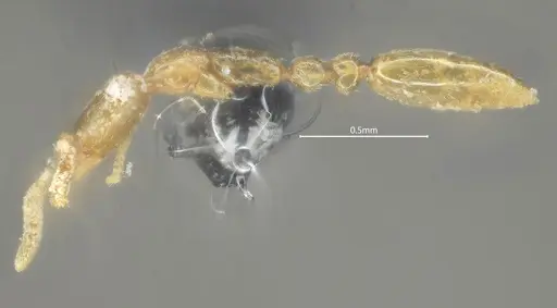 Leptanilla beijingensis specimen ANTWEB1060528 image antweb1060528_4