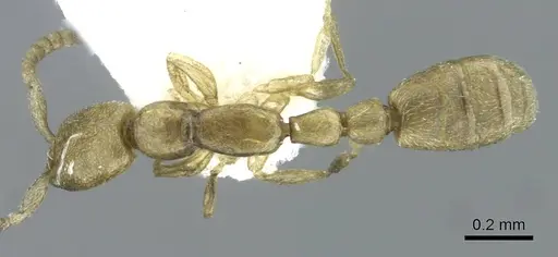 Leptanilla besucheti specimen CASENT0911183 image casent0911183_1