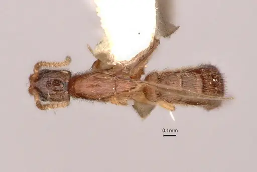 Leptanilla bethyloides specimen CASENT0842864 image casent0842864_1