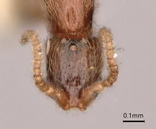 Leptanilla bethyloides specimen CASENT0842864 image casent0842864_2