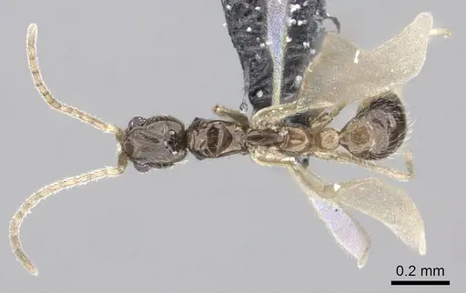 Leptanilla bifurcata specimen CASENT0235259 image casent0235259_1