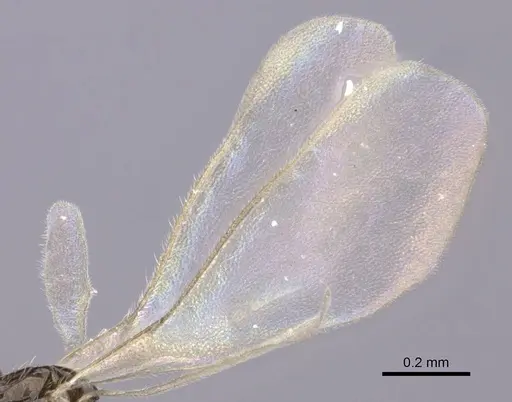Leptanilla bifurcata specimen CASENT0235259 image casent0235259_4