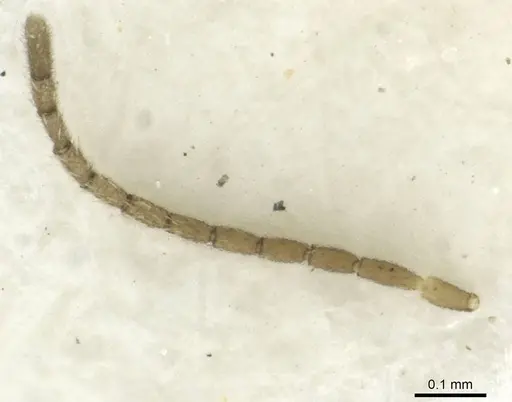 Leptanilla bifurcata specimen CASENT0911446 image casent0911446_3
