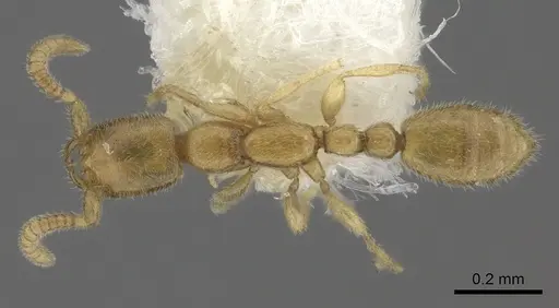 Leptanilla boltoni specimen CASENT0260440 image casent0260440_1
