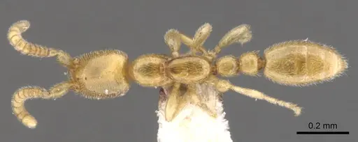Leptanilla boltoni specimen CASENT0902778 image casent0902778_1