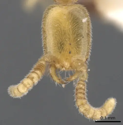 Leptanilla boltoni specimen CASENT0902778 image casent0902778_3