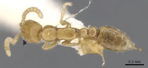 Leptanilla buddhista specimen CASENT0902774 image casent0902774_1