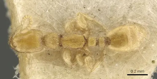 Leptanilla butteli specimen CASENT0901484 image casent0901484_1