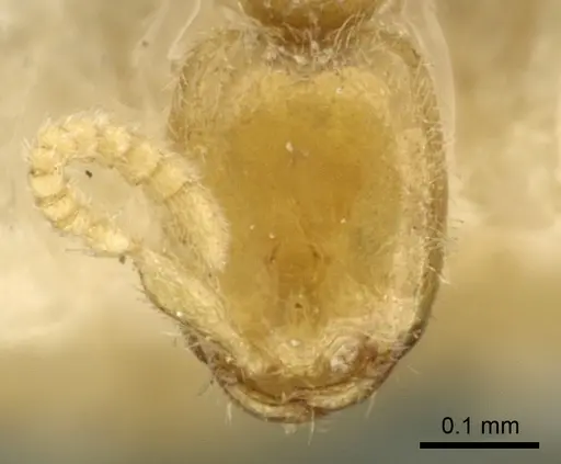 Leptanilla butteli specimen CASENT0901484 image casent0901484_2