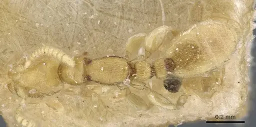 Leptanilla butteli specimen CASENT0907031 image casent0907031_1
