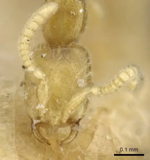 Leptanilla butteli specimen CASENT0907031 image casent0907031_2