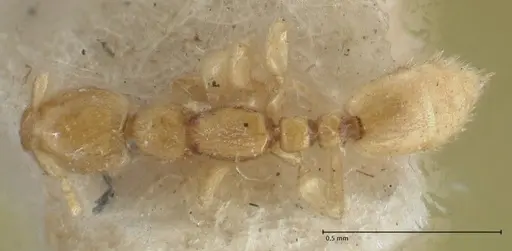 Leptanilla butteli specimen FOCOL1121 image focol1121_1