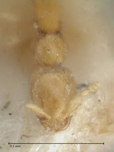 Leptanilla butteli specimen FOCOL1121 image focol1121_2