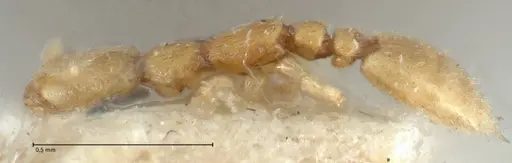 Leptanilla butteli specimen FOCOL1121 image focol1121_3