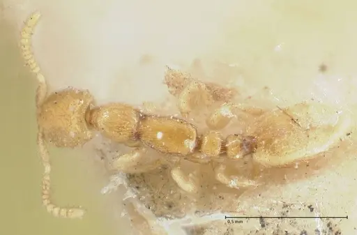 Leptanilla butteli specimen FOCOL1122 image focol1122_1