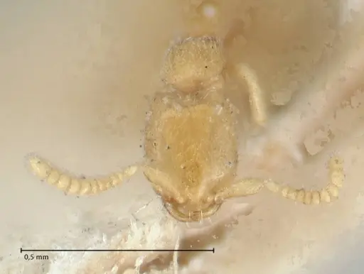 Leptanilla butteli specimen FOCOL1122 image focol1122_2