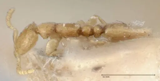 Leptanilla butteli specimen FOCOL1122 image focol1122_3
