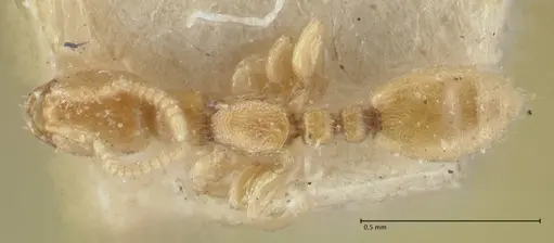 Leptanilla butteli specimen FOCOL1123 image focol1123_1