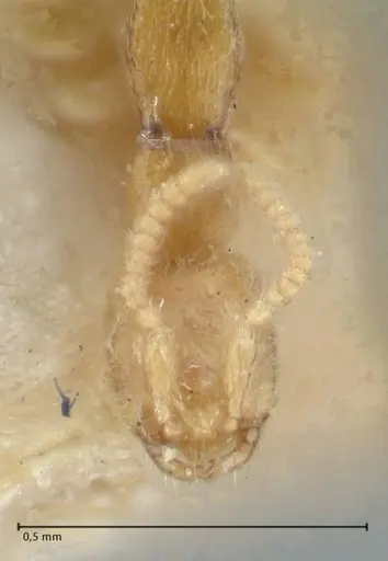 Leptanilla butteli specimen FOCOL1123 image focol1123_2