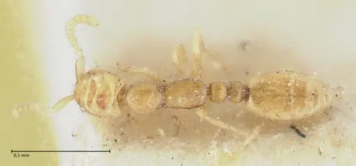 Leptanilla butteli specimen FOCOL1124 image focol1124_1