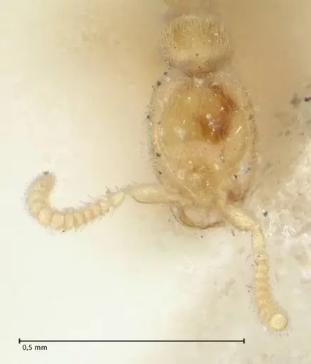 Leptanilla butteli specimen FOCOL1124 image focol1124_2