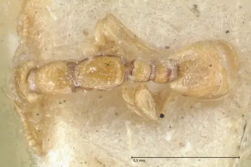 Leptanilla butteli specimen FOCOL1125 image focol1125_1