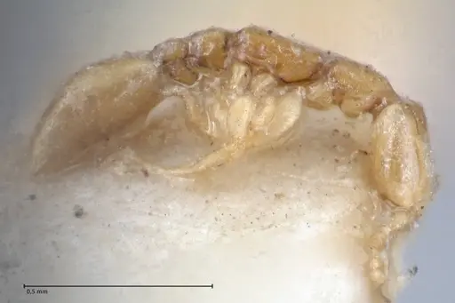 Leptanilla butteli specimen FOCOL1125 image focol1125_3