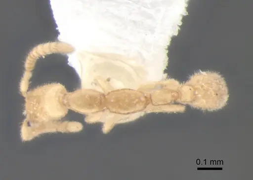 Leptanilla charonea specimen CASENT0842631 image casent0842631_1