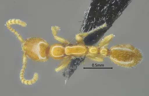 Leptanilla dehongensis specimen ANTWEB1060529 image antweb1060529_1