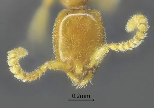Leptanilla dehongensis specimen ANTWEB1060529 image antweb1060529_2